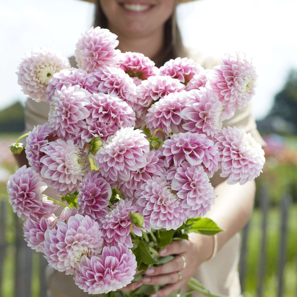 Dahlia 'Marshmellow Baby'
